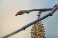 Подснежники в феврале: весна идет!, Фото: 42