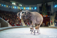 Шоу слонов в Тульском цирке, Фото: 62
