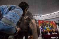 Тульский цирк анонсировал Шоу слонов, Фото: 2