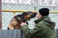 Как живет собачий патруль Туламашзавода, Фото: 40