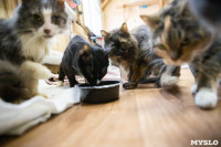 Волонтеры спасли кошек из адской квартиры, Фото: 62