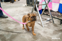 Сиба-ину, шпицы и алабаи: в Туле состоялась выставка собак, Фото: 43