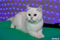 В Туле прошла выставка «Пряничные кошки» , Фото: 79
