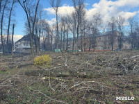 В сквере на улице Приупской вырубают тополя: в администрации рассказали, зачем, Фото: 5