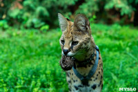 Бэби-леопард дома: зачем туляки заводят диких сервалов	, Фото: 38
