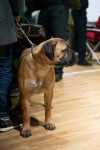 В Туле прошла выставка собак всех пород, Фото: 122