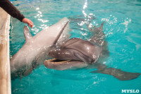 Дельфины, Фото: 9