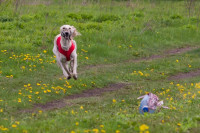 В Туле состоялись собачьи бега, Фото: 43