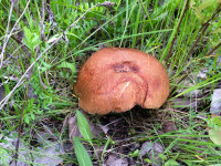 Туляки открыли грибной сезон, Фото: 3