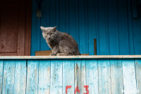 Тульские котики, Фото: 23