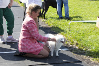 В Туле прошла выставка собак всех пород: фоторепортаж, Фото: 34