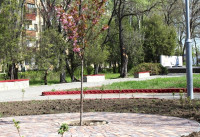 Тульская сакура зацвела в Керчи, Фото: 5