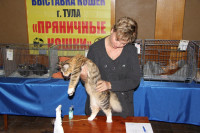 В Туле прошла международная выставка кошек, Фото: 69