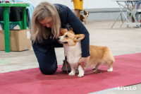 Сиба-ину, шпицы и алабаи: в Туле состоялась выставка собак, Фото: 7