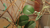 Хамелеончики в экзотариуме, Фото: 8