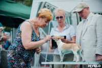 Всероссийская выставка собак в Туле, Фото: 62