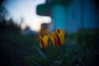В Туле зацвела вишня и тюльпаны, Фото: 21
