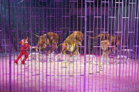 Тульским пенсионеркам на 8 Марта подарили поход в цирк, Фото: 37