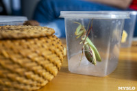 Домашние насекомые, Фото: 9