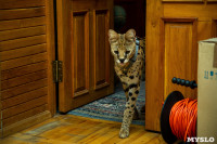 Бэби-леопард дома: зачем туляки заводят диких сервалов	, Фото: 15