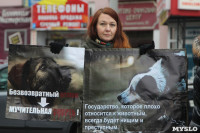 Более 8000 туляков требуют запретить убийство бездомных животных, Фото: 26