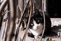 Тульские котики, Фото: 72