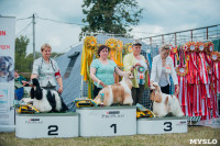 Всероссийская выставка собак в Туле, Фото: 74