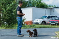 Выставка собак в Туле, Фото: 101