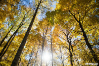 Золотая осень в Ясной Поляне, Фото: 7