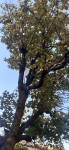 Рабочие калечат деревья на Красноармейском, Фото: 6