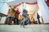 Выставка собак в Туле, 29.11.2015, Фото: 41