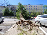 Упавшее дерево перекрыло ул. Болдина, Фото: 6