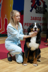 В Туле прошла выставка собак всех пород, Фото: 73