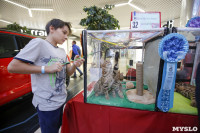Выставка кошек в "Макси", Фото: 55