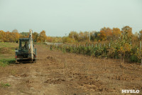 Высадка деревьев на территории бывшей судаковской свалки, Фото: 6