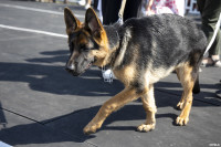 В Туле прошла выставка собак всех пород: фоторепортаж, Фото: 6