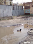 В луже на улице Фрунзе поселились дикие утки, Фото: 1