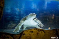 Черепахи в экзотариуме, Фото: 51