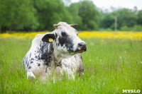 Коровы, свиньи и горы навоза в деревне Кукуй: Роспотреб требует запрета деятельности токсичной фермы, Фото: 15