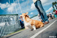 Всероссийская выставка собак в Туле: серьезные сенбернары, изящные пудели и милые шпицы, Фото: 14