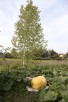 Гигантские тыквы из урожая семьи Колтыковых, Фото: 14