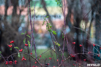 В Туле царит цветущий ноябрь, Фото: 38