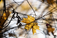 Золотая осень в Ясной Поляне, Фото: 27