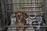 Похищенные собаки, Фото: 13