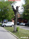 «Сушняк-2019 Тула». Городской хит-парад засохших деревьев, Фото: 72