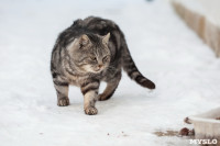 Тульские котики, Фото: 8