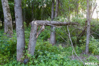 В Баташевском саду из-за непогоды упали вековые деревья, Фото: 14