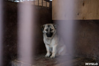 Отлов бездомных собак в Туле и области: «Континент+» рассказал об особенностях работы, Фото: 33