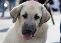 В Туле прошла Всероссийская выставка собак , Фото: 18