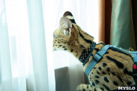 Бэби-леопард дома: зачем туляки заводят диких сервалов	, Фото: 12